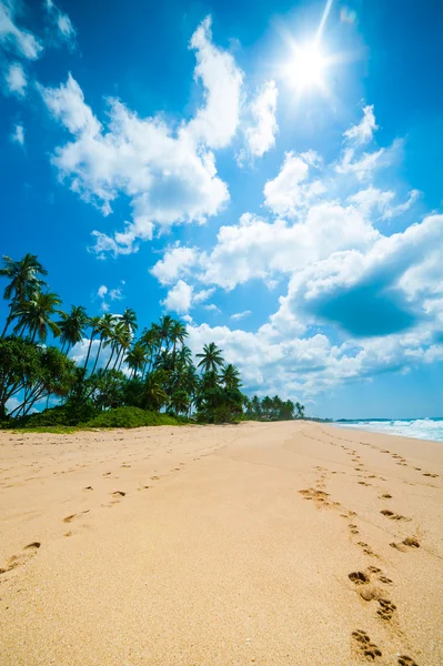 Tropisch strand — Stockfoto