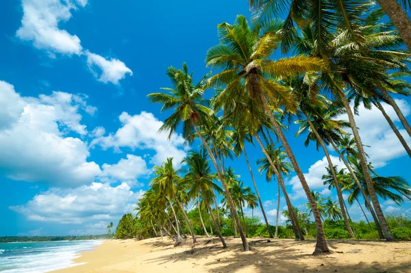 Playa tropical — Foto de Stock