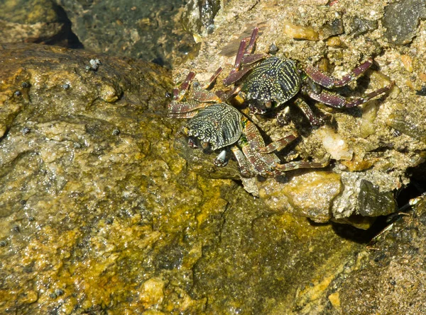 Sea crabs — Stock Photo, Image