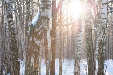 Kış ağaç manzarası