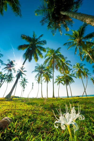 Palmera — Foto de Stock