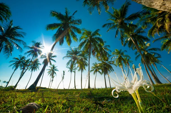 Palmenwald — Stockfoto