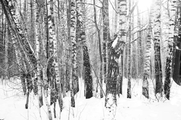 Invierno madera paisaje —  Fotos de Stock
