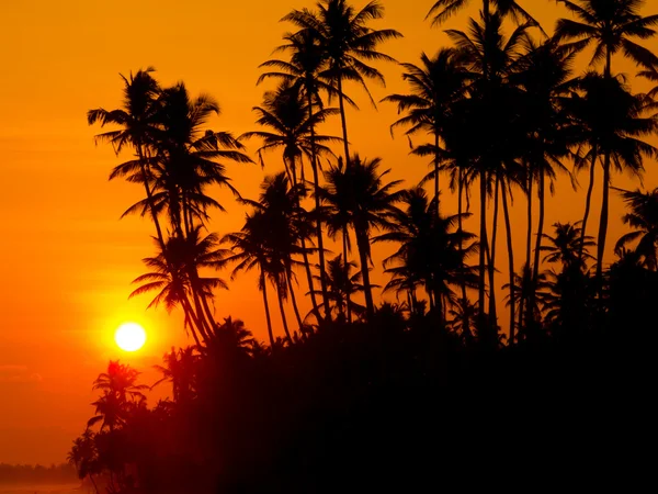 Bellissimo tramonto tropicale — Foto Stock