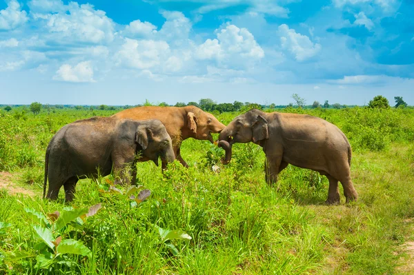 Grupo de elefantes salvajes — Foto de Stock