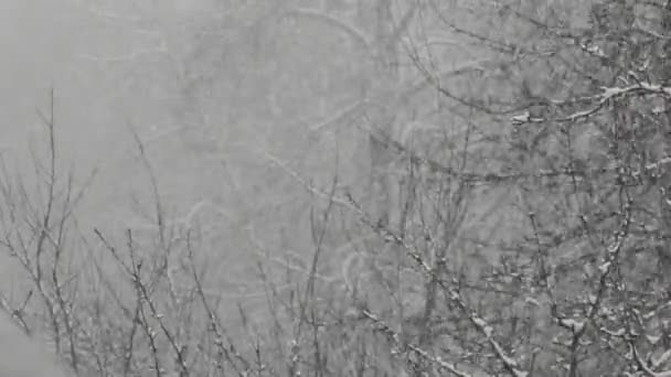 La neige tombe sur les branches des arbres — Video