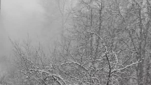 Neve cai sobre os ramos das árvores — Vídeo de Stock