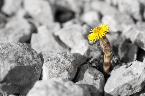 Маленький желтый цветок поднимается — стоковое фото