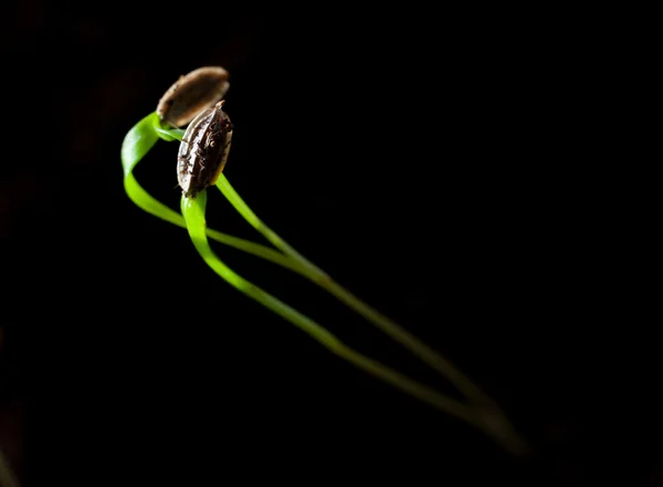 Macro germoglio di aneto — Foto Stock