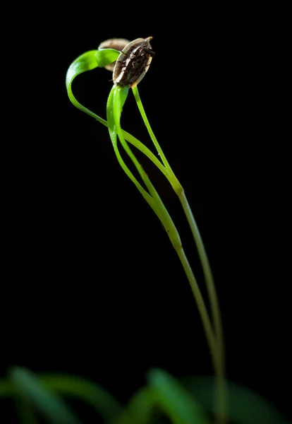 Macro germoglio di aneto — Foto Stock