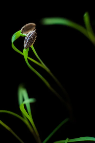 Dill sprout macro — Stock Photo, Image