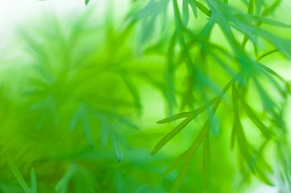 Dill sprouts — Stock Photo, Image