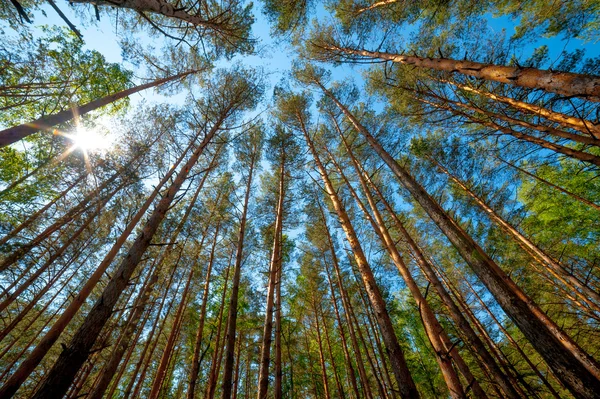 Tallskogen — Stockfoto