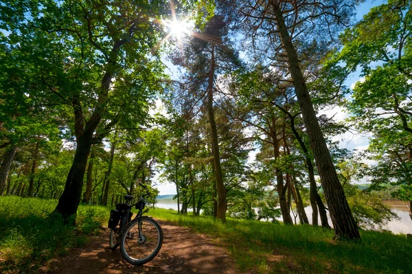 Rennrad auf der Landstraße im Wald — Stockfoto