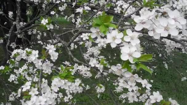 Árvore de cereja de pássaro florescente — Vídeo de Stock