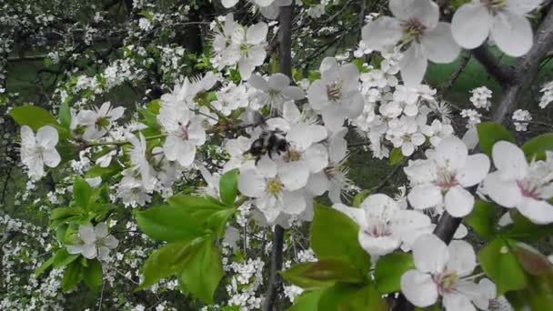 Cerisier en fleurs 