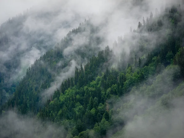 Alberi di abete nella nebbia — Foto Stock