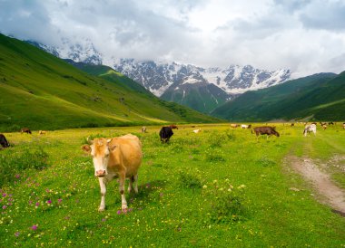 svaneti, vadi Nehri enguri içinde inek otlatmak