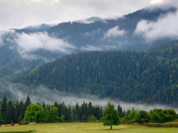 Piste di montagna paesaggio con abeti nella nebbia — Foto Stock