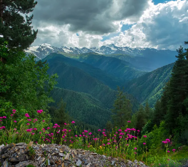 Гірський пейзаж з квітами на передньому плані — стокове фото
