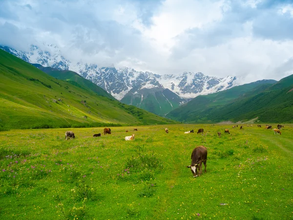 Cows graze in the valley river Enguri in Svaneti — Stock Photo, Image