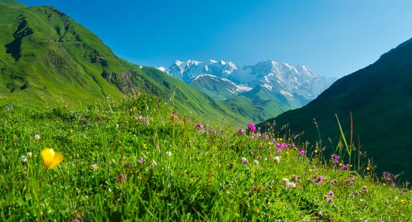 Bellissimo paesaggio prato vicino a Ushguli, Svaneti, Georgia . — Foto Stock