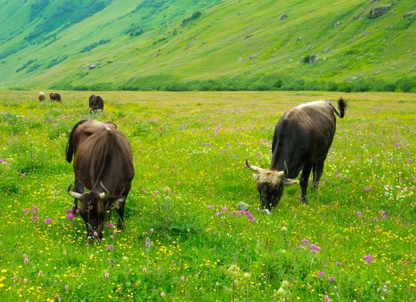 Cows graze in the valley river Enguri in Svaneti — Stock Photo, Image