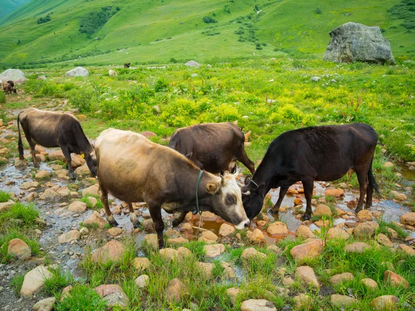 Cows graze in the valley river Enguri in Svaneti — Stock Photo, Image