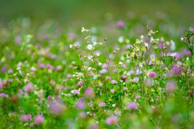 Yaz çayır çeşitli otlar ile