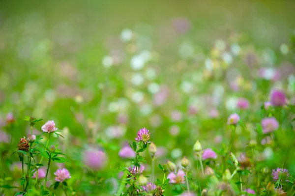 Sommerwiese mit verschiedenen Kräutern — Stockfoto