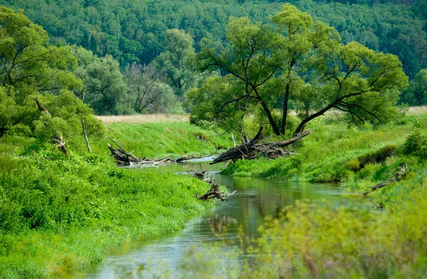 Вузьких річкових в Росії — стокове фото