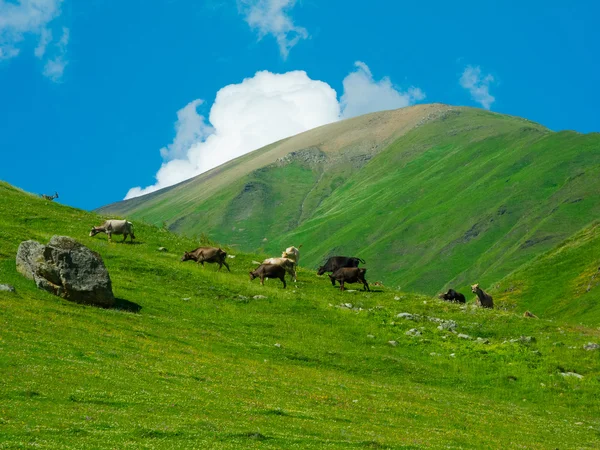 Cows graze in the valley river Enguri in Svaneti — Stock Photo, Image