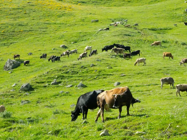 Le mucche pascolano nella valle del fiume Enguri a Svaneti — Foto Stock