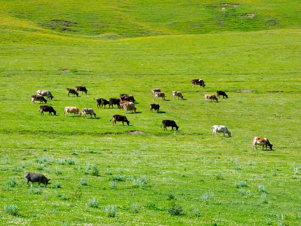 Le mucche pascolano nella valle del fiume Enguri a Svaneti — Foto Stock