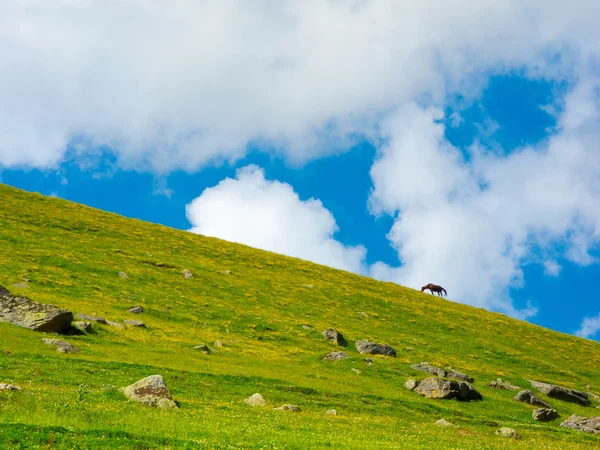 Horse grazing in a mountain meadow — Stock Photo, Image