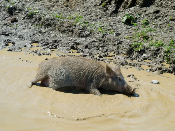 Schwein in einer Pfütze — Stockfoto