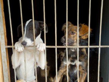 sokak köpekleri