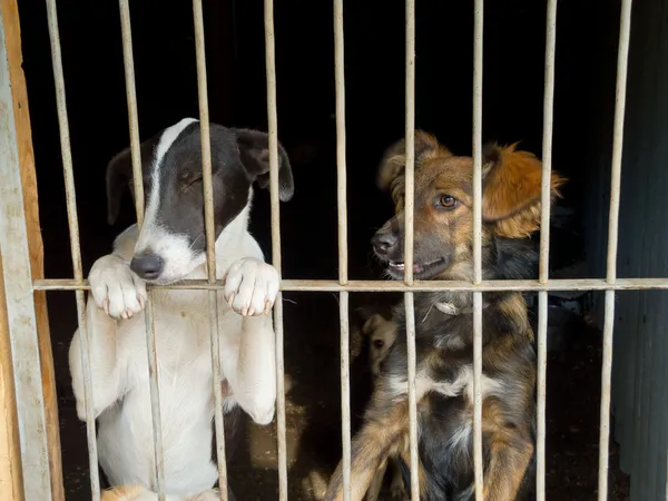 Zwerfhonden — Stockfoto