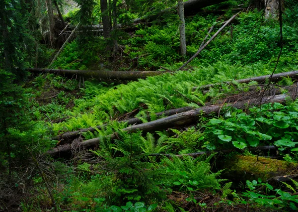 Umgestürzte Bäume — Stockfoto