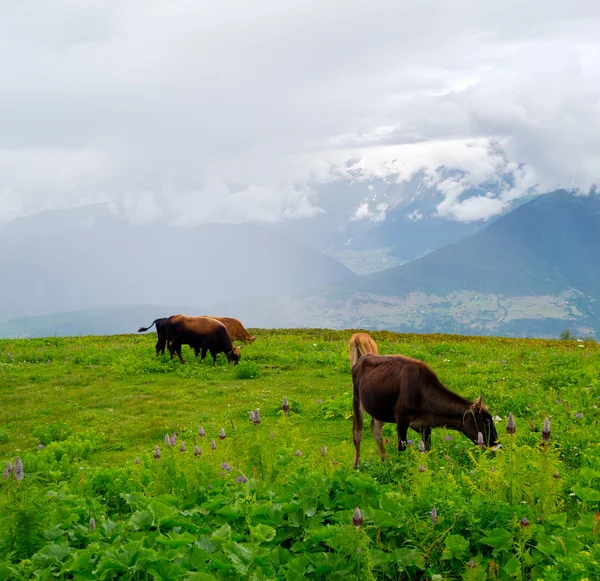 Cows grazing on a mountain pasture — Stock Photo, Image