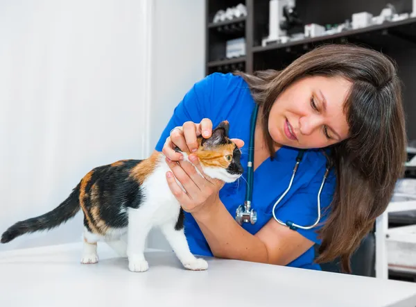 Mulher jovem veterinário inspeciona gato — Fotografia de Stock