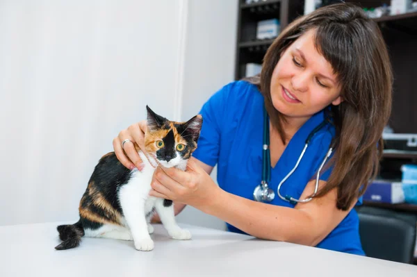Genç kadın veteriner kedi açısından inceler. — Stok fotoğraf