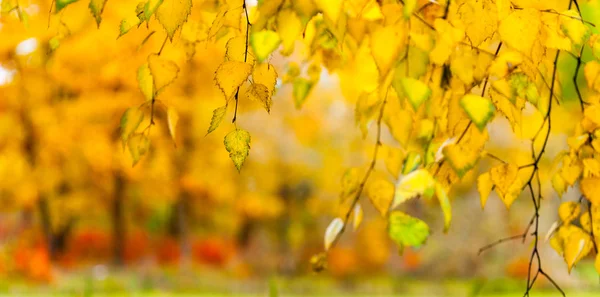 Gele bladeren op een tak — Stockfoto