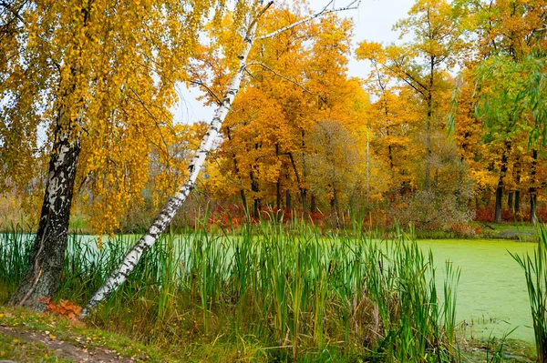 자작나무와 연못의가 풍경 — 스톡 사진