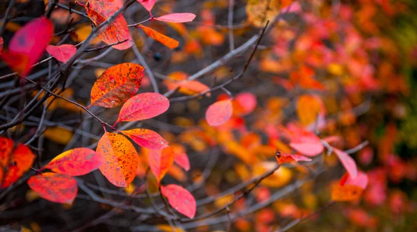 Rote Blätter auf einem Zweig — Stockfoto