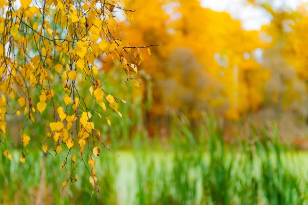 Herfst landschap van berk en een vijver — Stockfoto