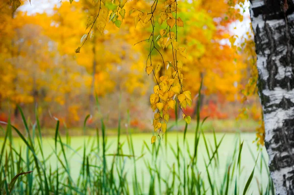 桦木和一个池塘的秋景 — 图库照片