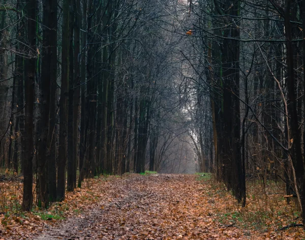 Caminho na floresta de outono — Fotografia de Stock