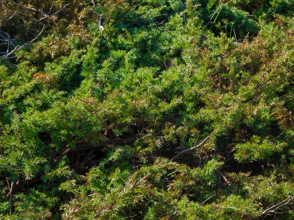Juniper bush — Stockfoto