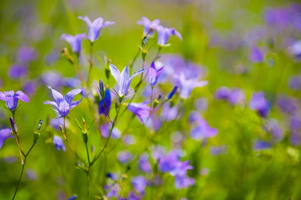 Blommor på en äng — Stockfoto